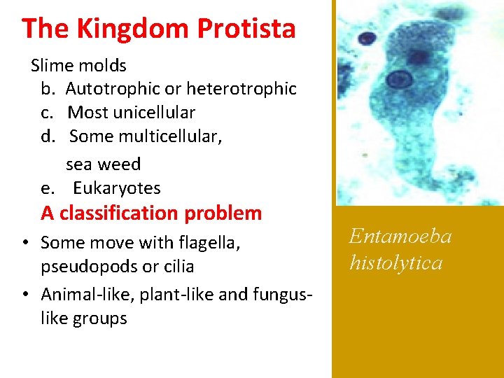 The Kingdom Protista Slime molds b. Autotrophic or heterotrophic c. Most unicellular d. Some