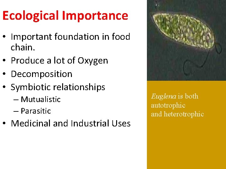 Ecological Importance • Important foundation in food chain. • Produce a lot of Oxygen