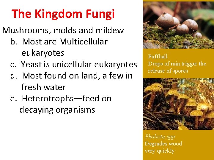 The Kingdom Fungi Mushrooms, molds and mildew b. Most are Multicellular eukaryotes c. Yeast