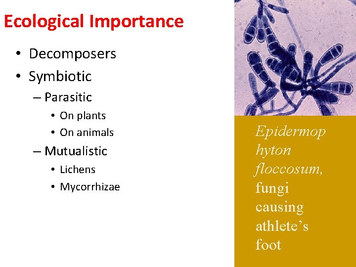 Ecological Importance • Decomposers • Symbiotic – Parasitic • On plants • On animals
