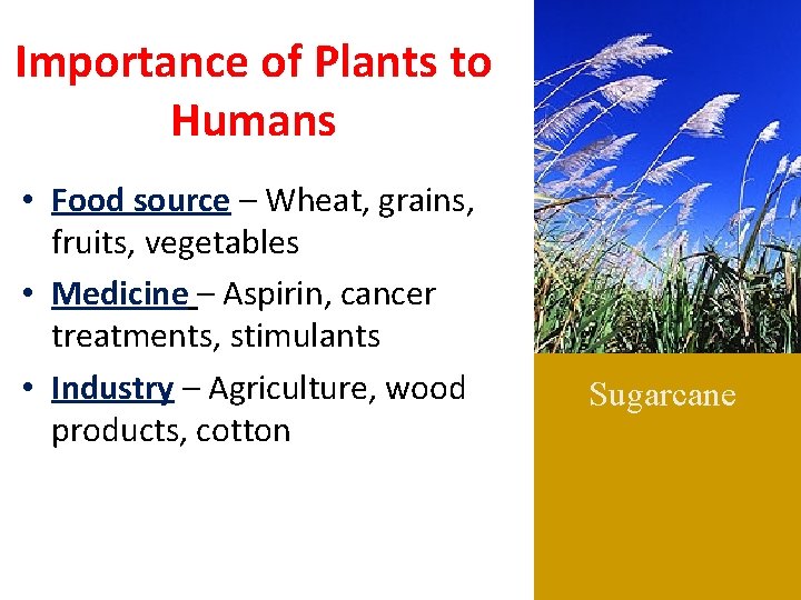 Importance of Plants to Humans • Food source – Wheat, grains, fruits, vegetables •