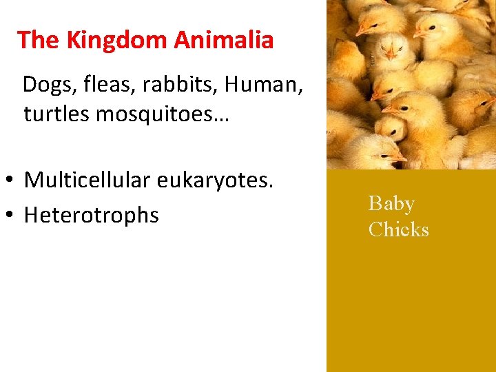 The Kingdom Animalia Dogs, fleas, rabbits, Human, turtles mosquitoes… • Multicellular eukaryotes. • Heterotrophs