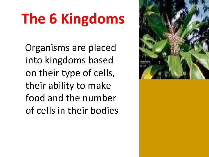 The 6 Kingdoms Organisms are placed into kingdoms based on their type of cells,