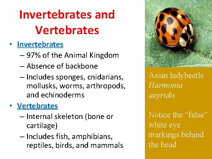 Invertebrates and Vertebrates • Invertebrates – 97% of the Animal Kingdom – Absence of
