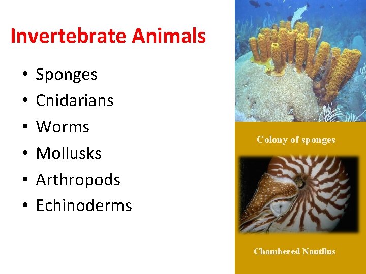 Invertebrate Animals • • • Sponges Cnidarians Worms Mollusks Arthropods Echinoderms Colony of sponges