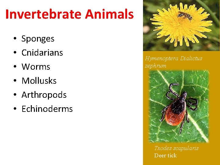 Invertebrate Animals • • • Sponges Cnidarians Worms Mollusks Arthropods Echinoderms Hymenoptera Dialictus zephrum