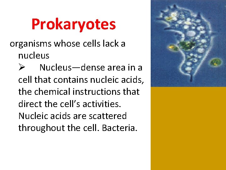 Prokaryotes organisms whose cells lack a nucleus Ø Nucleus—dense area in a cell that