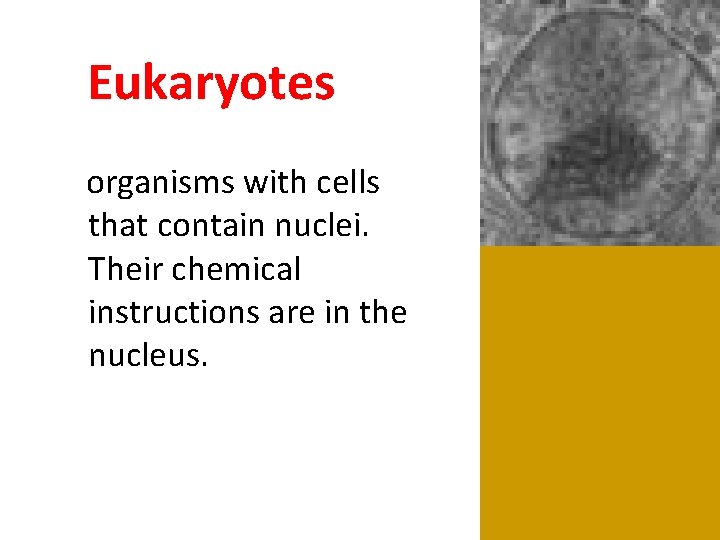  Eukaryotes organisms with cells that contain nuclei. Their chemical instructions are in the