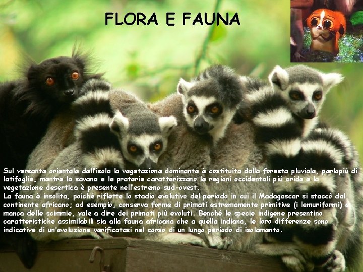 FLORA E FAUNA Sul versante orientale dell’isola la vegetazione dominante è costituita dalla foresta