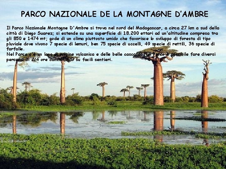 PARCO NAZIONALE DE LA MONTAGNE D’AMBRE Il Parco Nazionale Montagne D'Ambre si trova nel