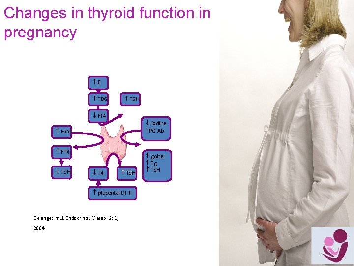 Changes in thyroid function in pregnancy E TBG TSH FT 4 iodine TPO Ab
