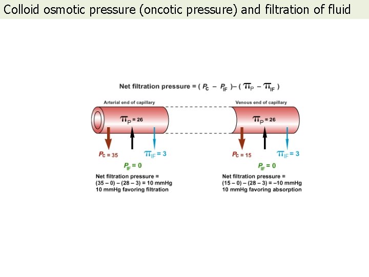 Colloid osmotic pressure (oncotic pressure) and filtration of fluid 
