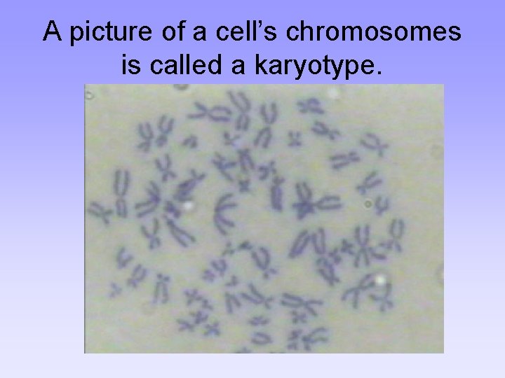 A picture of a cell’s chromosomes is called a karyotype. 