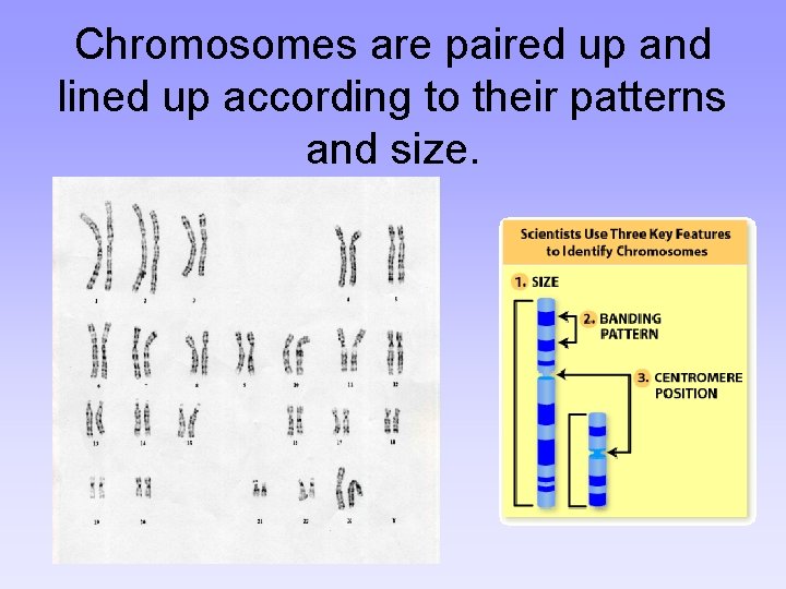 Chromosomes are paired up and lined up according to their patterns and size. 