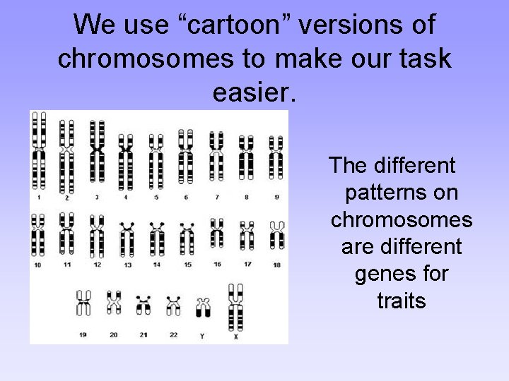 We use “cartoon” versions of chromosomes to make our task easier. The different patterns
