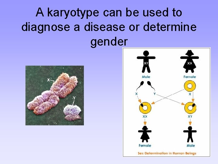 A karyotype can be used to diagnose a disease or determine gender 