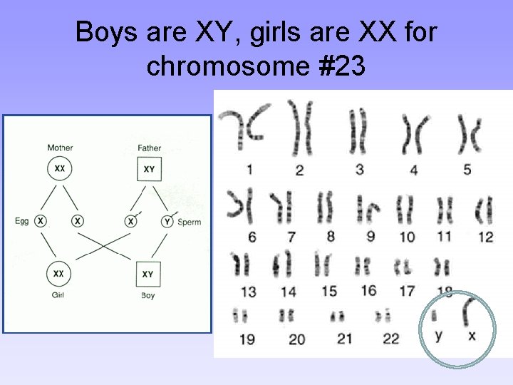 Boys are XY, girls are XX for chromosome #23 