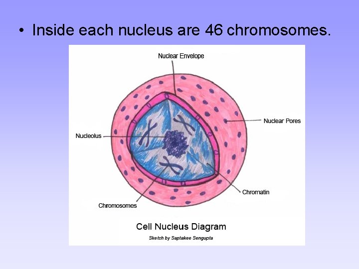  • Inside each nucleus are 46 chromosomes. 