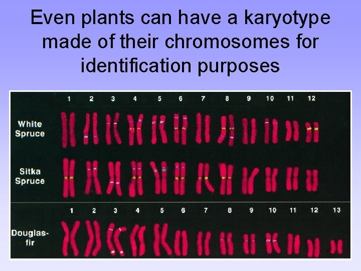 Even plants can have a karyotype made of their chromosomes for identification purposes 