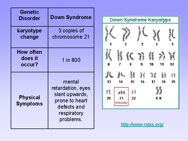 Genetic Disorder Down Syndrome karyotype change 3 copies of chromosome 21 How often does