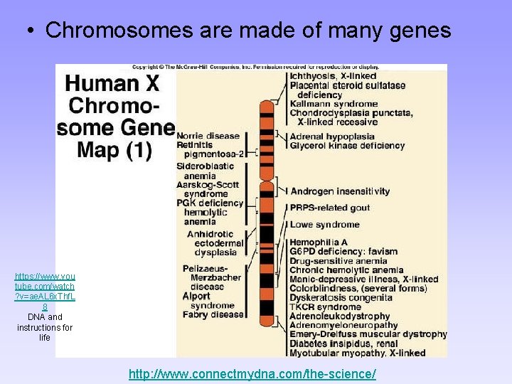  • Chromosomes are made of many genes https: //www. you tube. com/watch ?