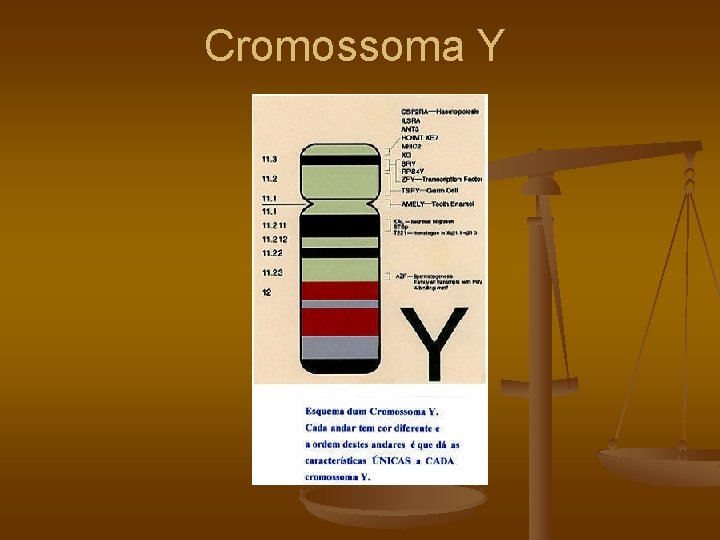 Cromossoma Y 