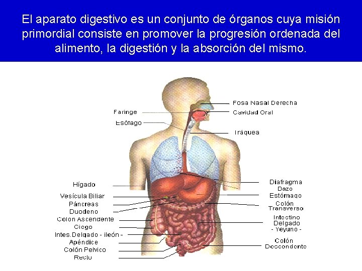 El aparato digestivo es un conjunto de órganos cuya misión primordial consiste en promover