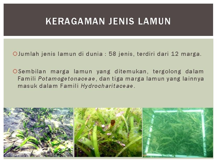 KERAGAMAN JENIS LAMUN Jumlah jenis lamun di dunia : 58 jenis, terdiri dari 12