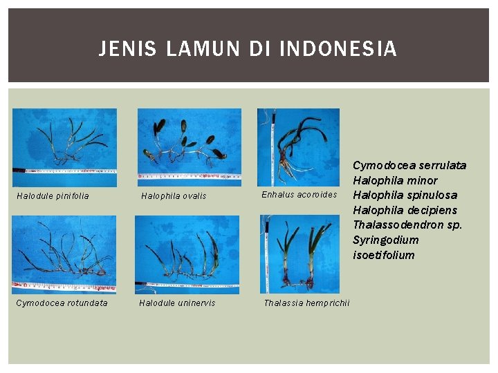 JENIS LAMUN DI INDONESIA Halodule pinifolia Halophila ovalis Enhalus acoroides Cymodocea rotundata Halodule uninervis