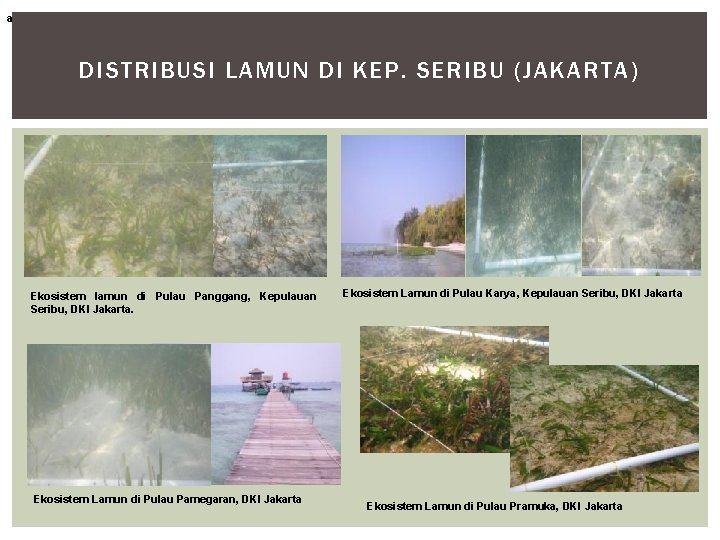 a DISTRIBUSI LAMUN DI KEP. SERIBU (JAKARTA) Ekosistem lamun di Pulau Panggang, Kepulauan Seribu,