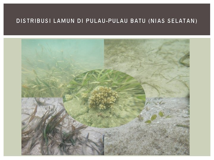 DI STRIBUSI LAMUN DI PULAU-PULAU BATU (NIA S S ELATAN) 