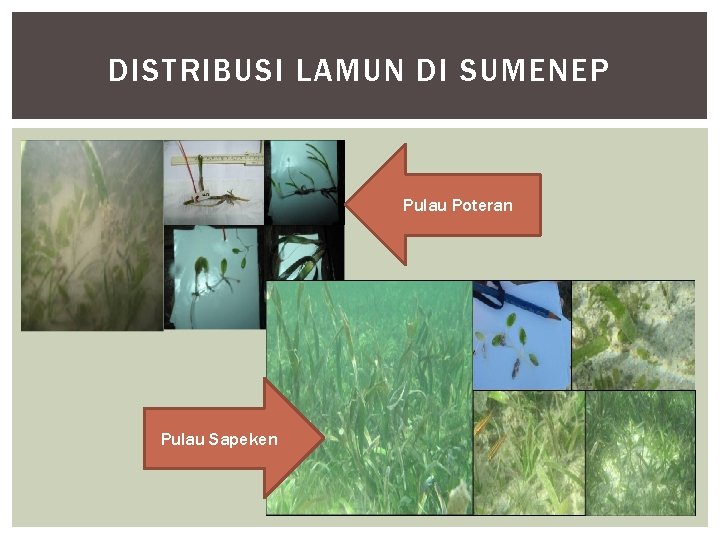 DISTRIBUSI LAMUN DI SUMENEP Pulau Poteran Pulau Sapeken 