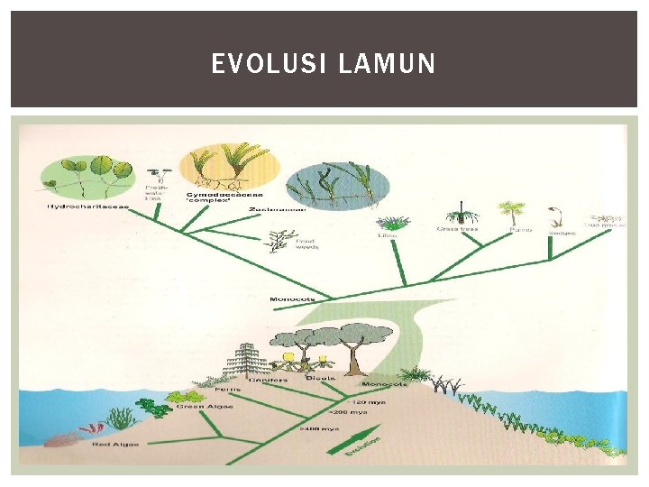 EVOLUSI LAMUN 