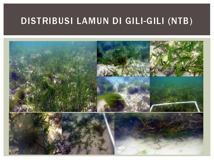 DISTRIBUSI LAMUN DI GILI-GILI (NTB) 