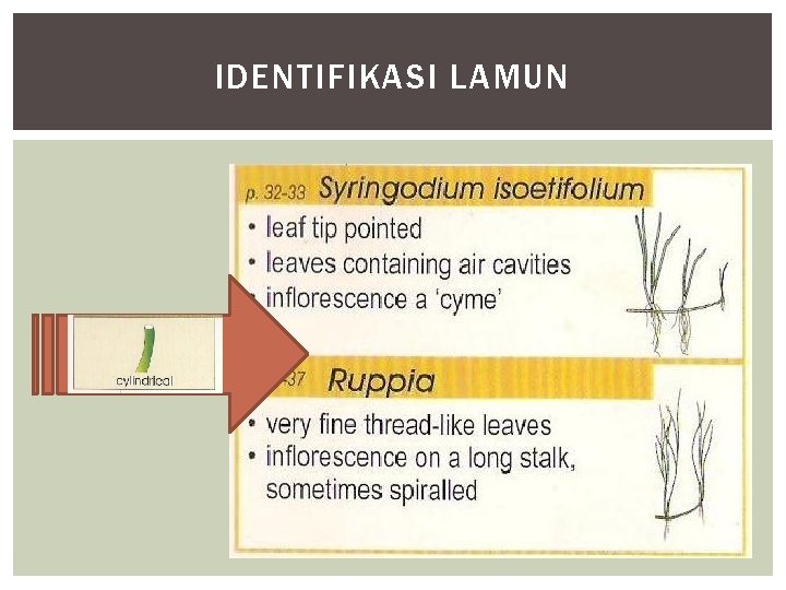 IDENTIFIKASI LAMUN 