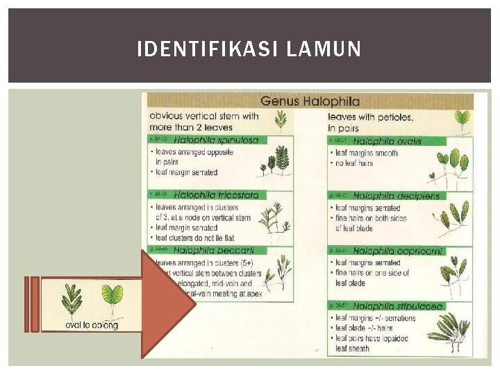 IDENTIFIKASI LAMUN 