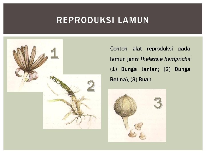 REPRODUKSI LAMUN 1 Contoh alat reproduksi pada lamun jenis Thalassia hemprichii (1) Bunga Jantan;