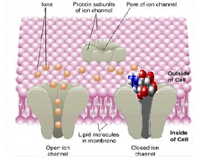 Action Tetrodotoxin acts directly on the electrically active sodium channel in nerve tissue. It