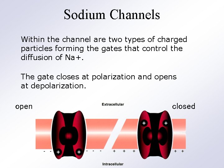 Sodium Channels Within the channel are two types of charged particles forming the gates