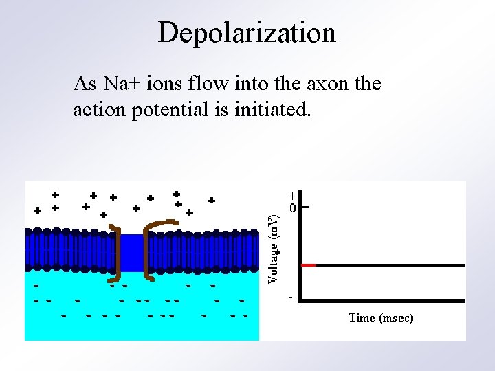 Depolarization As Na+ ions flow into the axon the action potential is initiated. 