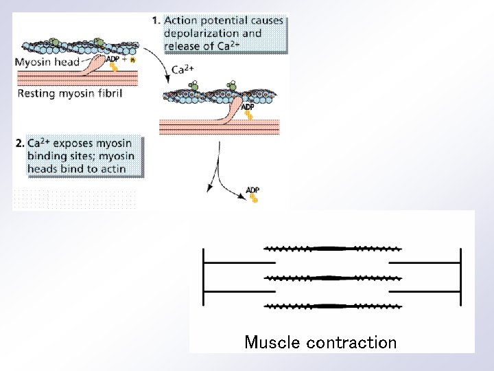 Muscle contraction 