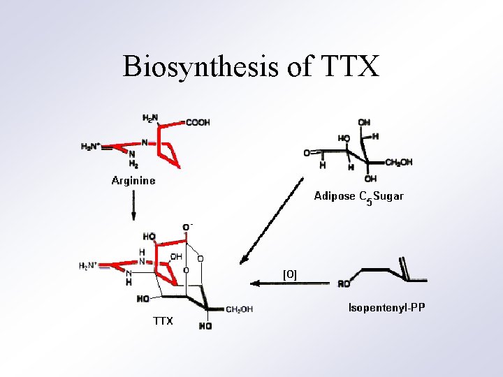 Biosynthesis of TTX 