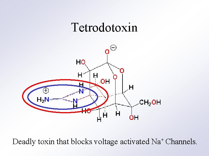 Tetrodotoxin Deadly toxin that blocks voltage activated Na+ Channels. 