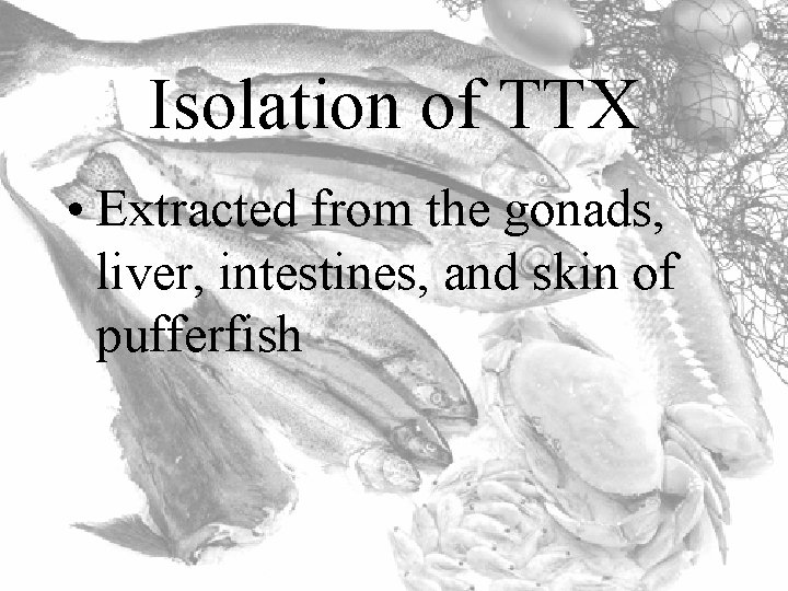 Isolation of TTX • Extracted from the gonads, liver, intestines, and skin of pufferfish