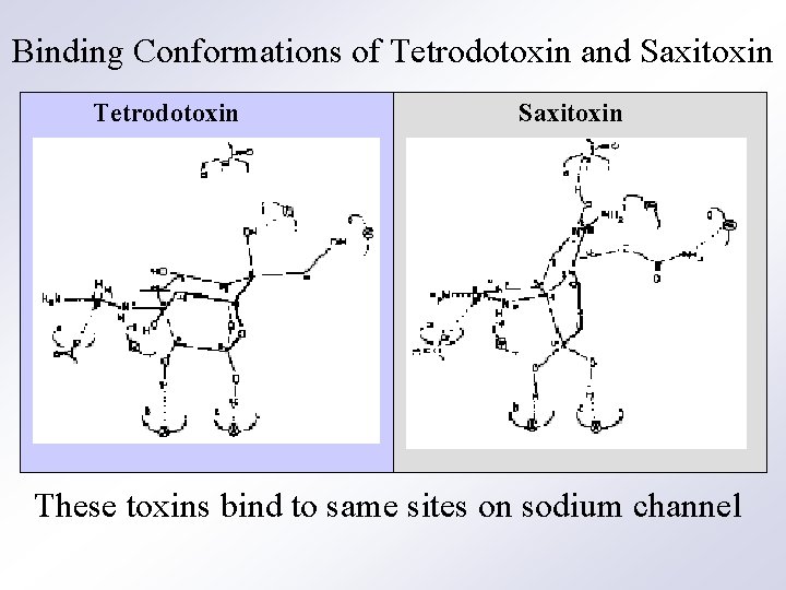 Binding Conformations of Tetrodotoxin and Saxitoxin Tetrodotoxin Saxitoxin These toxins bind to same sites