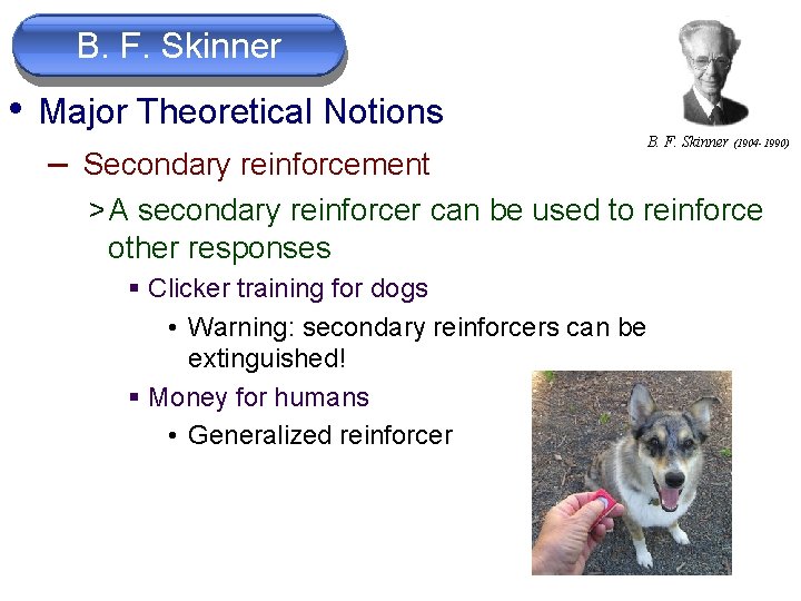 B. F. Skinner • Major Theoretical Notions – Secondary reinforcement B. F. Skinner (1904