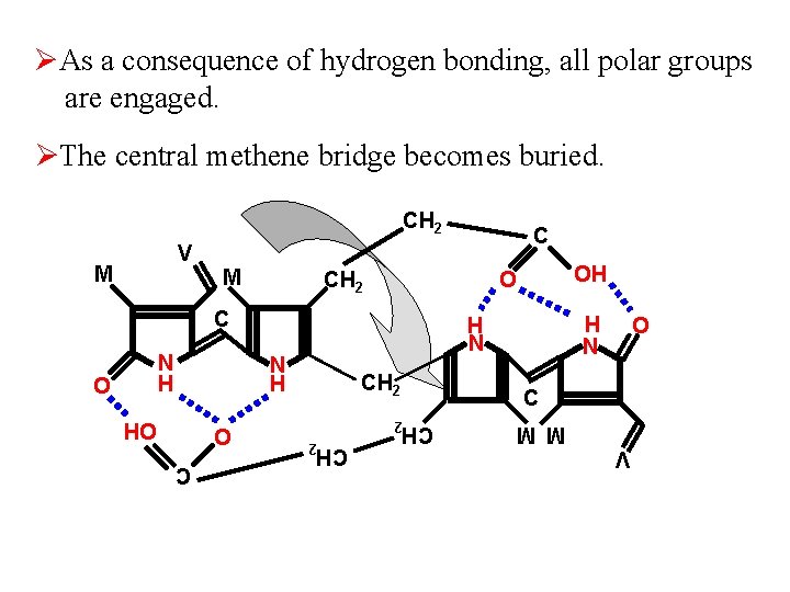 ØAs a consequence of hydrogen bonding, all polar groups are engaged. ØThe central methene