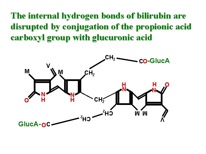 The internal hydrogen bonds of bilirubin are disrupted by conjugation of the propionic acid