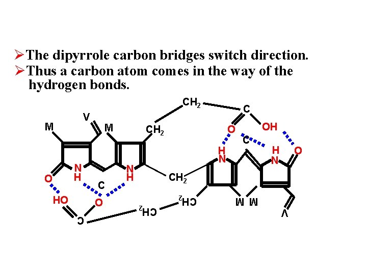 ØThe dipyrrole carbon bridges switch direction. ØThus a carbon atom comes in the way