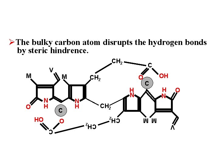 ØThe bulky carbon atom disrupts the hydrogen bonds by steric hindrence. CH 2 N